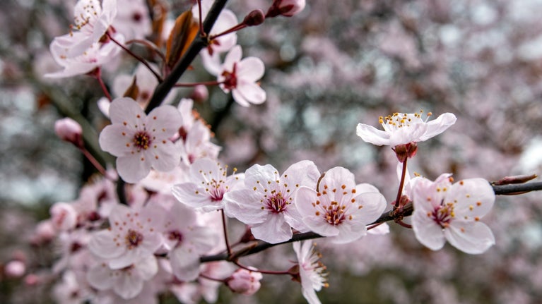 Open pale pink blossom flowers each with five, small, cup-shaped petals, and dark pink-tipped stamens, hanging from thin dark branches